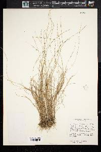 Aristida longespica image