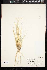 Aristida purpurea var. longiseta image