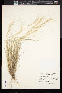 Aristida purpurea var. longiseta image