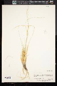 Aristida purpurea var. longiseta image