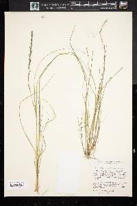 Aristida virgata image