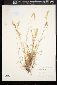 Bromus hordeaceus image