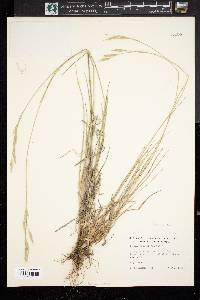 Bromus orcuttianus image