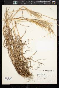 Bromus diandrus subsp. rigidus image