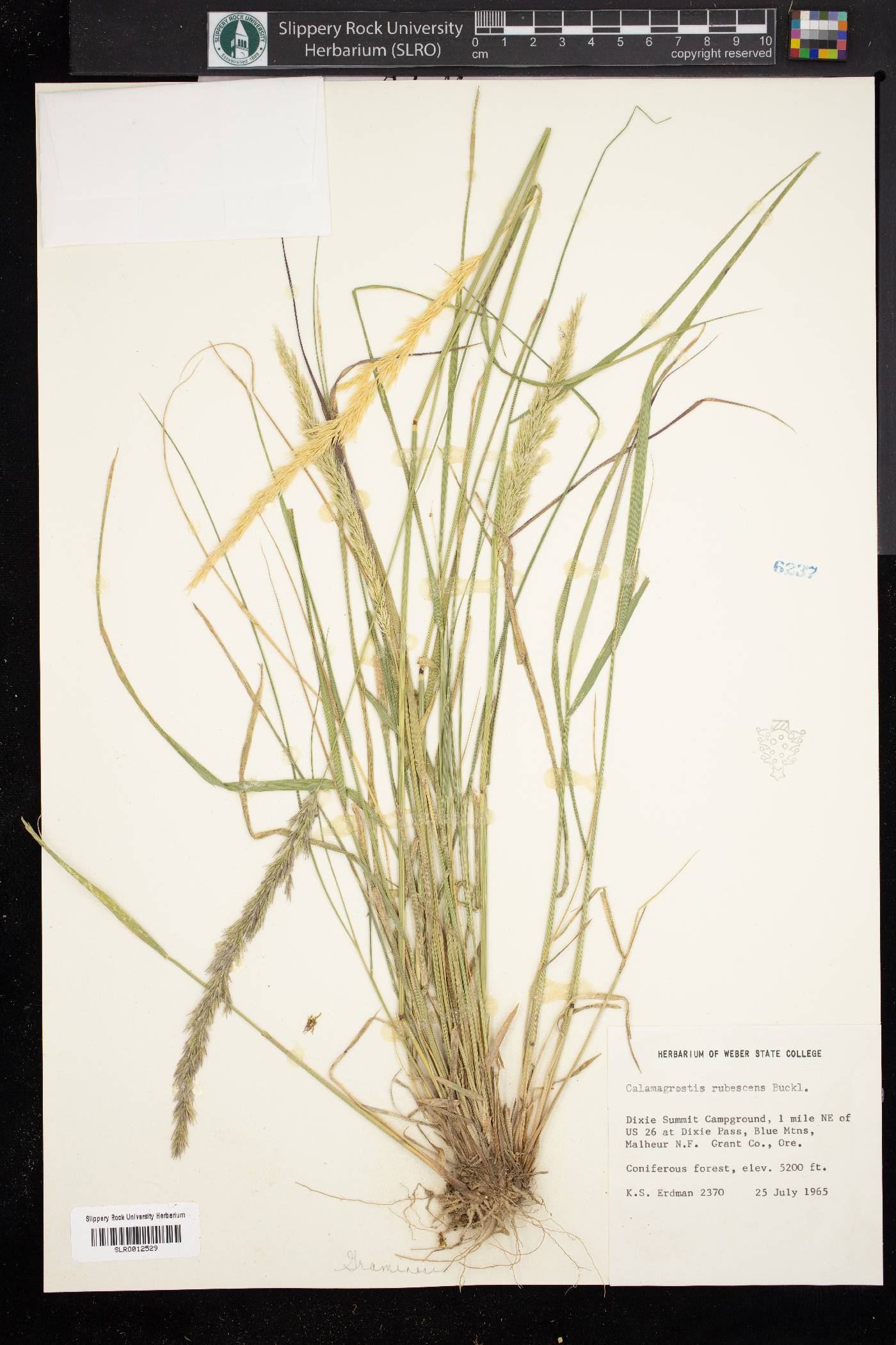 Calamagrostis rubescens image