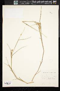 Cenchrus spinifex image