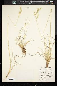 Danthonia sericea image