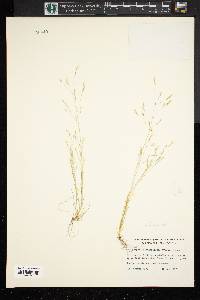 Deschampsia danthonioides image