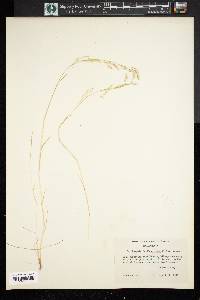 Deschampsia danthonioides image