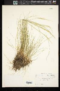 Deschampsia flexuosa image