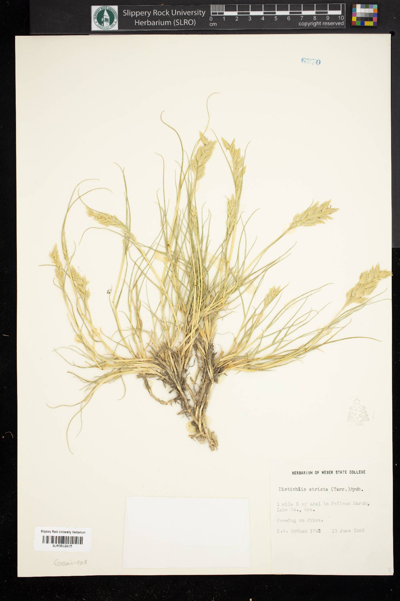 Digitaria stricta image