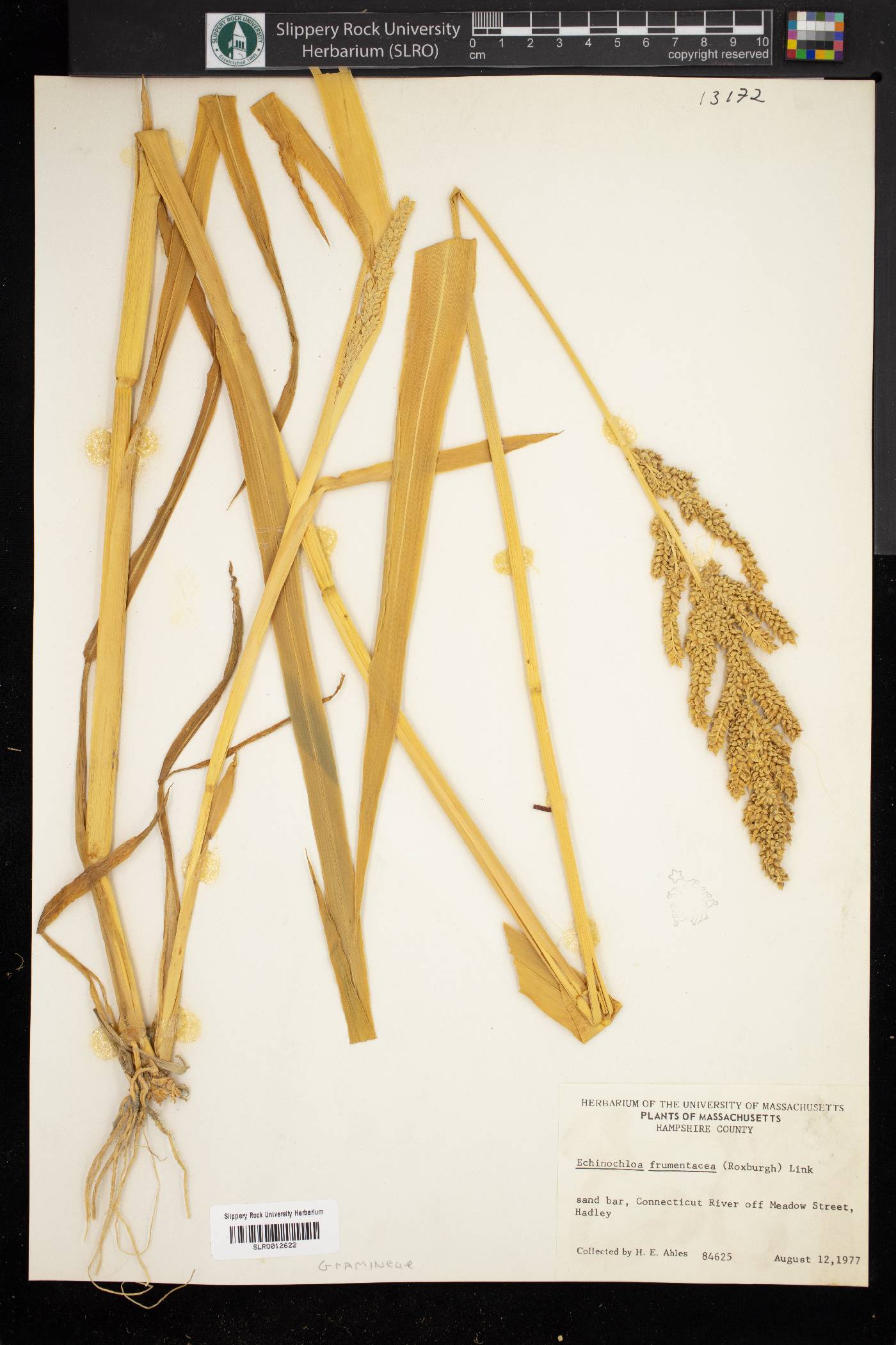 Echinochloa frumentacea image