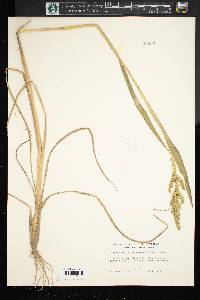 Echinochloa muricata var. microstachya image