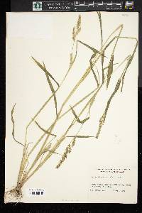 Echinochloa muricata var. muricata image