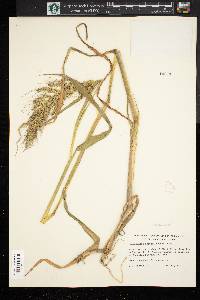 Echinochloa walteri image