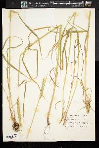 Elymus glaucus image