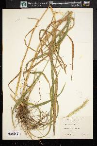 Elymus riparius image