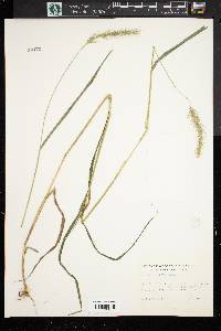 Elymus villosus image