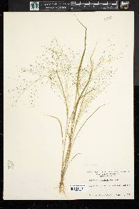 Eragrostis capillaris image