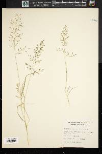 Eragrostis hypnoides image