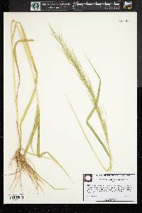 Eragrostis japonica image