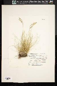 Festuca idahoensis image