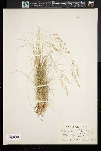 Festuca filiformis image