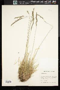 Festuca ovina image