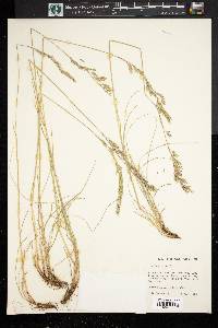 Festuca rubra image