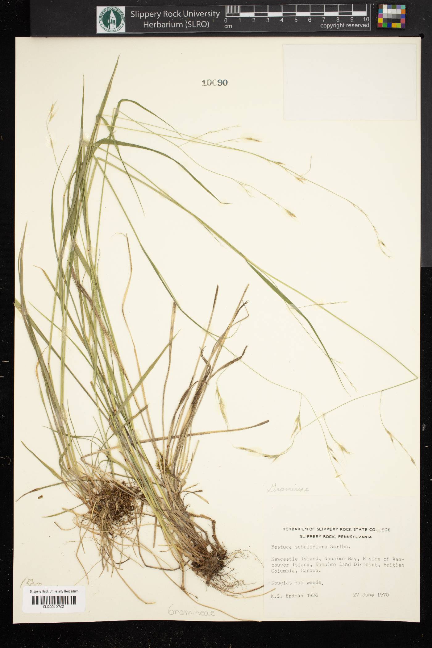 Festuca subuliflora image