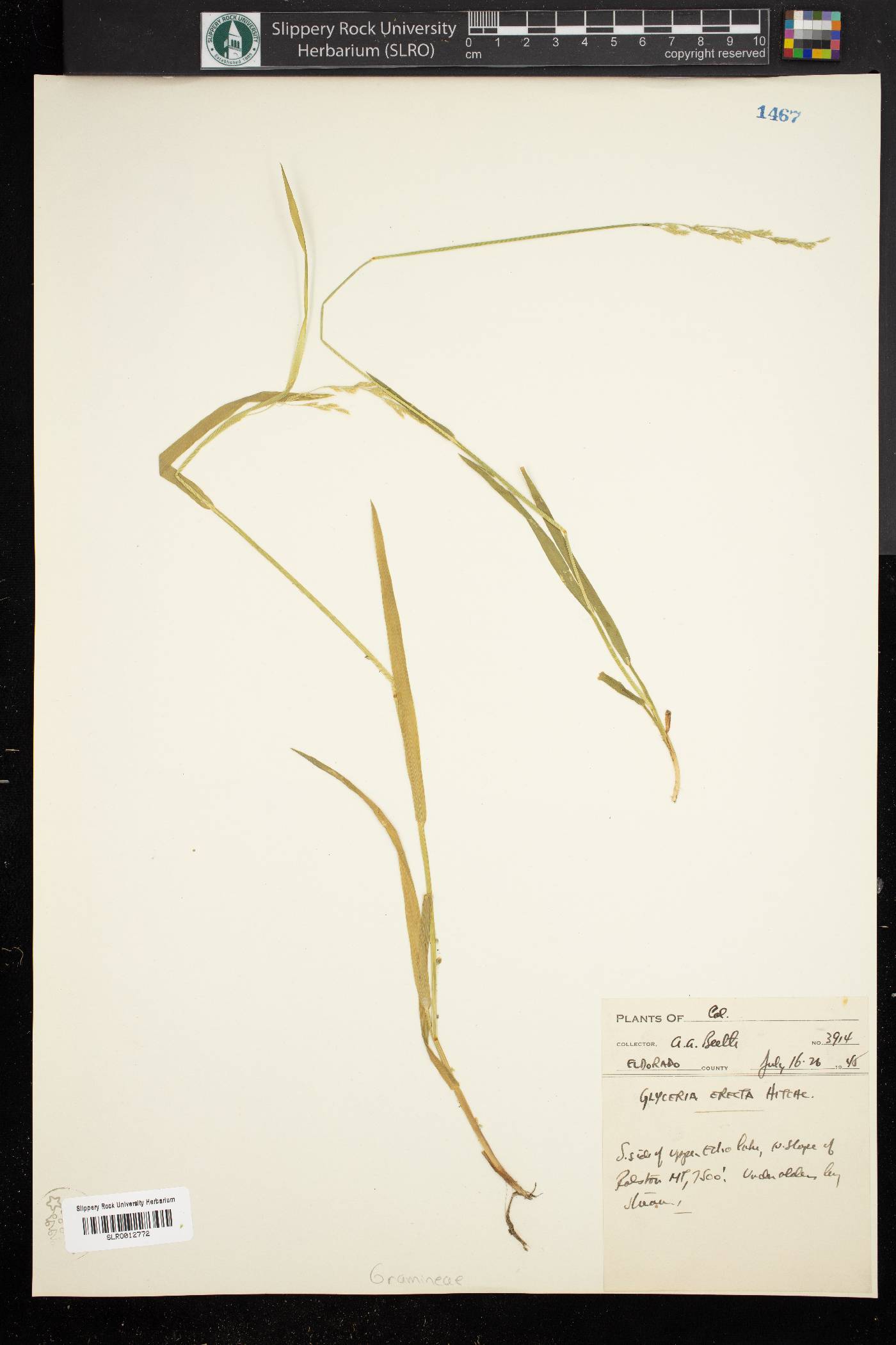 Glyceria erecta image