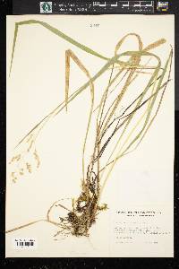 Hierochloe macrophylla image