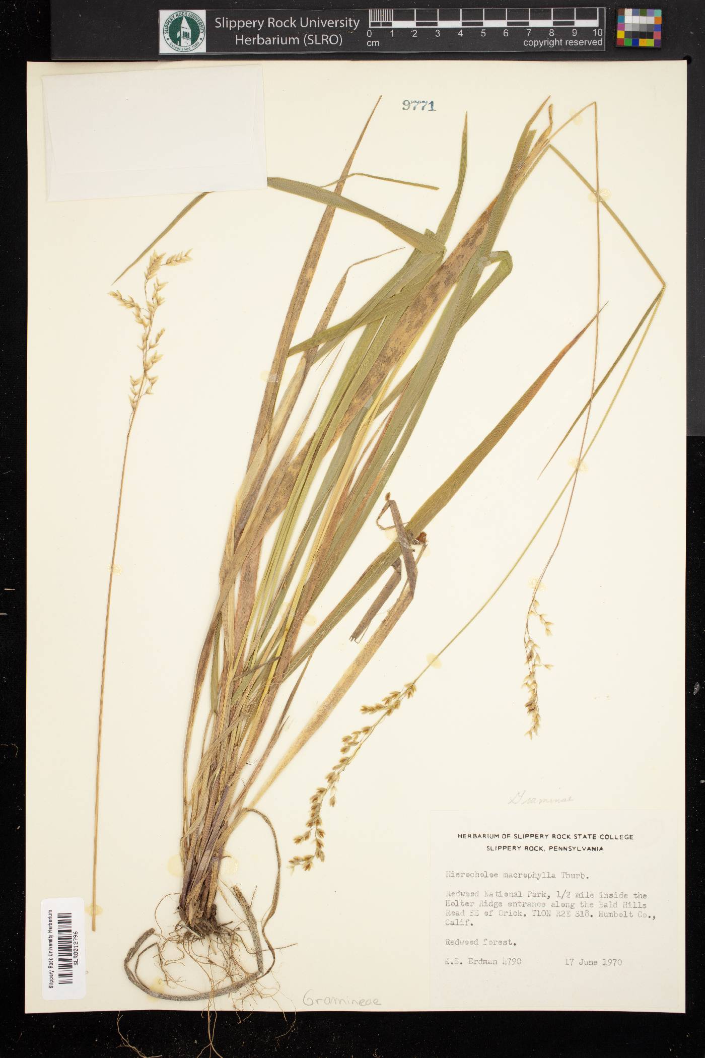 Hierochloe macrophylla image