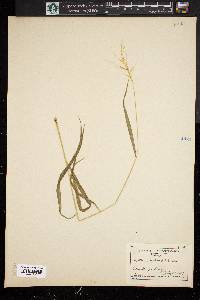 Elymus hystrix image