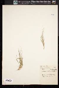 Leptochloa panicea image