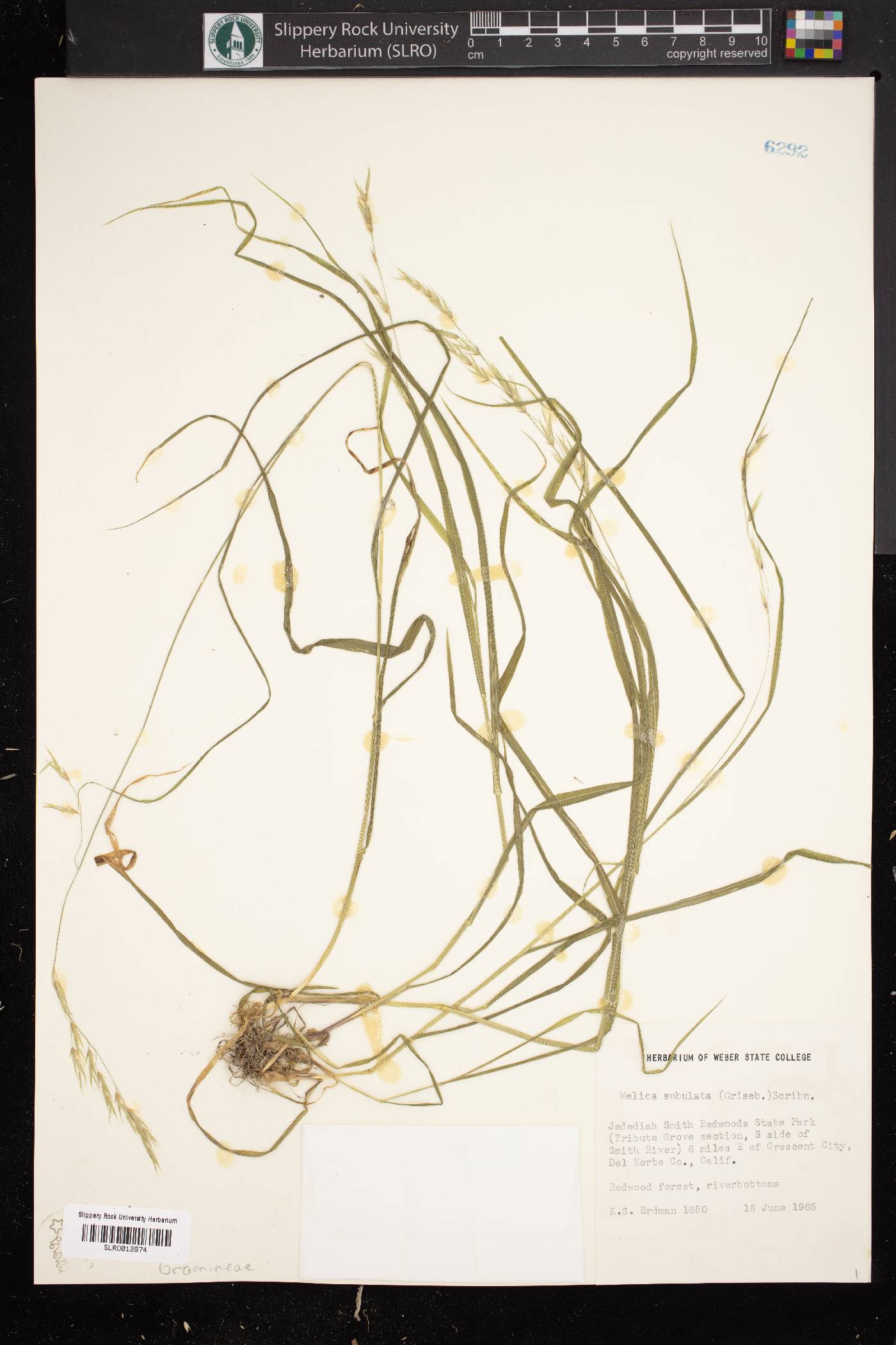 Melica subulata image