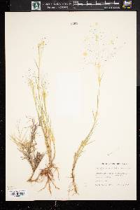 Muhlenbergia asperifolia image