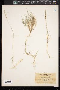 Muhlenbergia curtifolia image