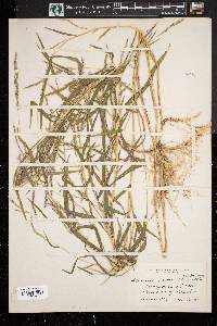 Muhlenbergia frondosa f. commutata image