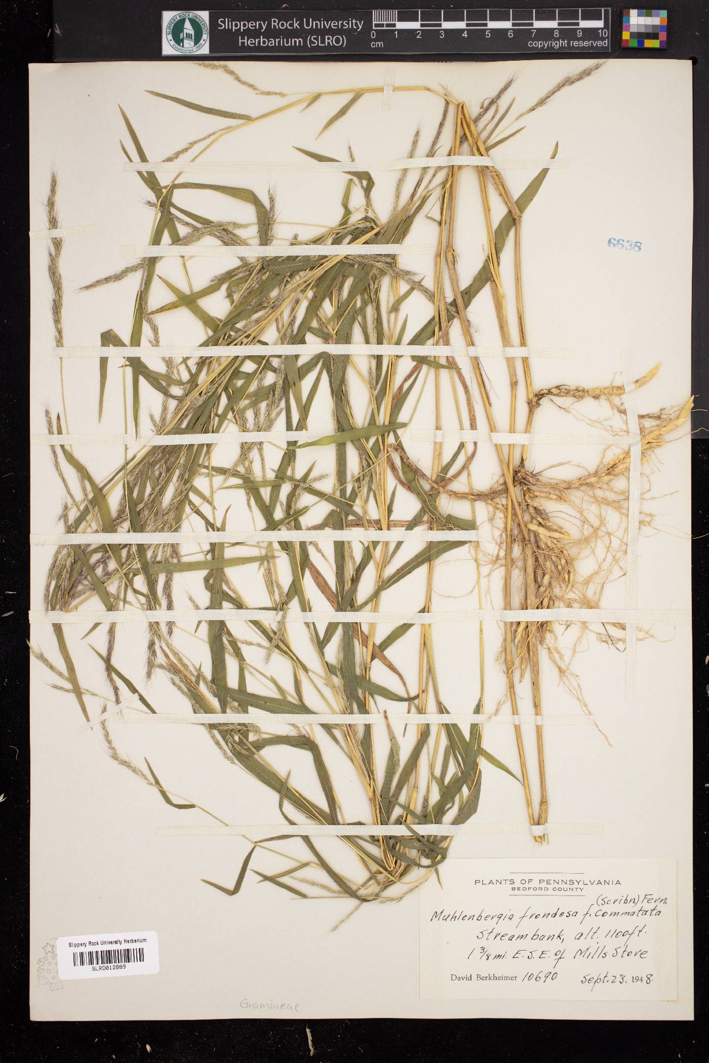 Muhlenbergia frondosa f. commutata image