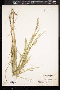 Muhlenbergia glomerata image