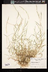 Muhlenbergia schreberi image