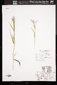 Panicum clandestinum image