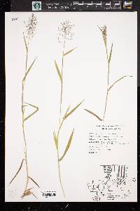 Panicum clandestinum image