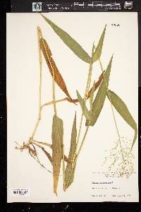 Panicum clandestinum image