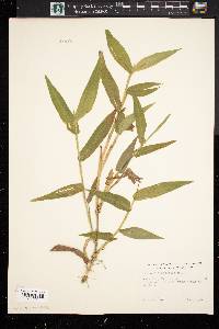 Panicum clandestinum image