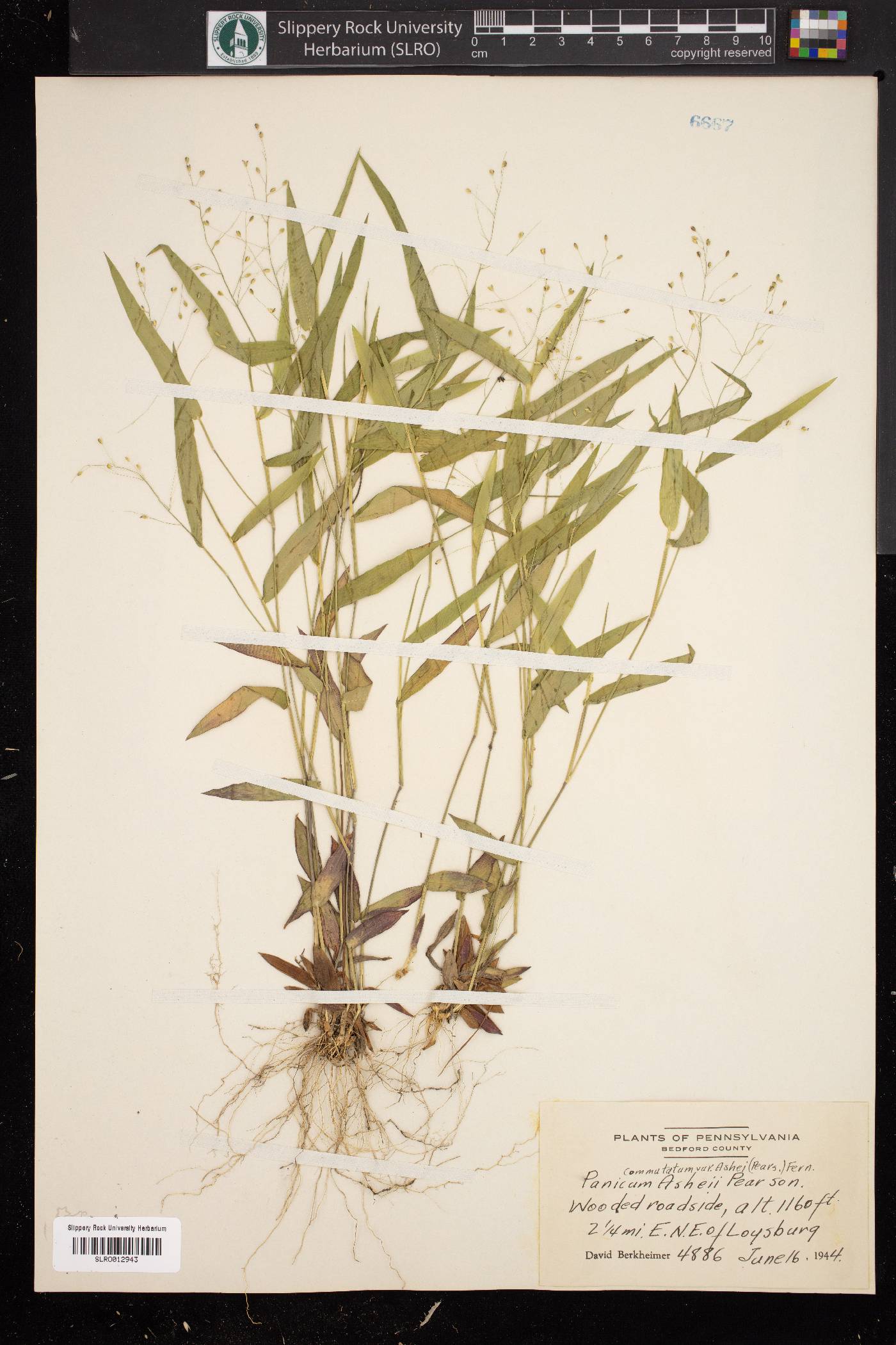 Panicum commutatum var. ashei image