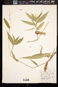 Panicum commutatum image