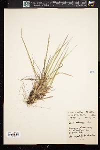 Panicum depauperatum image