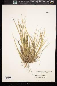 Panicum depauperatum image